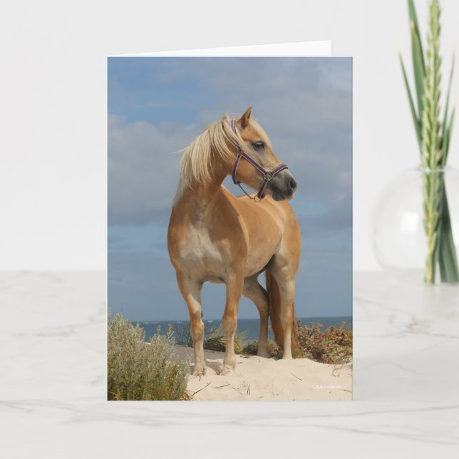 Bob Langrish | Haflinger Stehend am Strand Karte (Vorderseite)