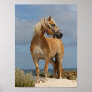 Bob Langrish   Haflinger Stehend am Strand Poster