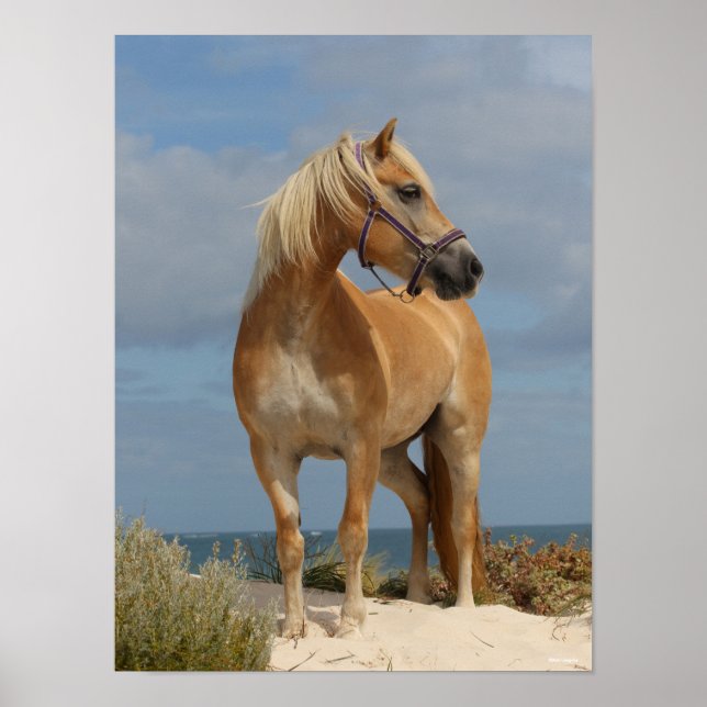 Bob Langrish | Haflinger Stehend am Strand Poster (Vorne)