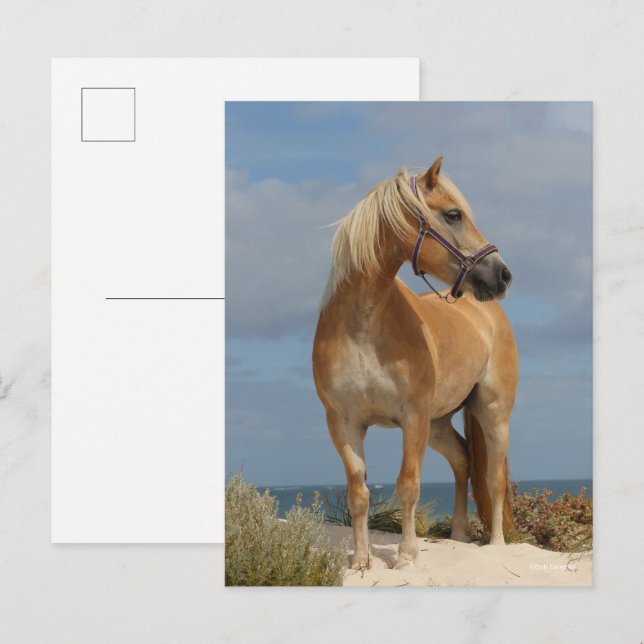 Bob Langrish | Haflinger Stehend am Strand Postkarte (Vorne/Hinten)