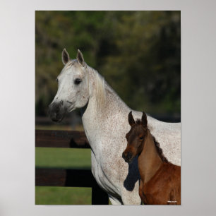 Bob Langrish Headshot "Arab Mare and Foath" Poster