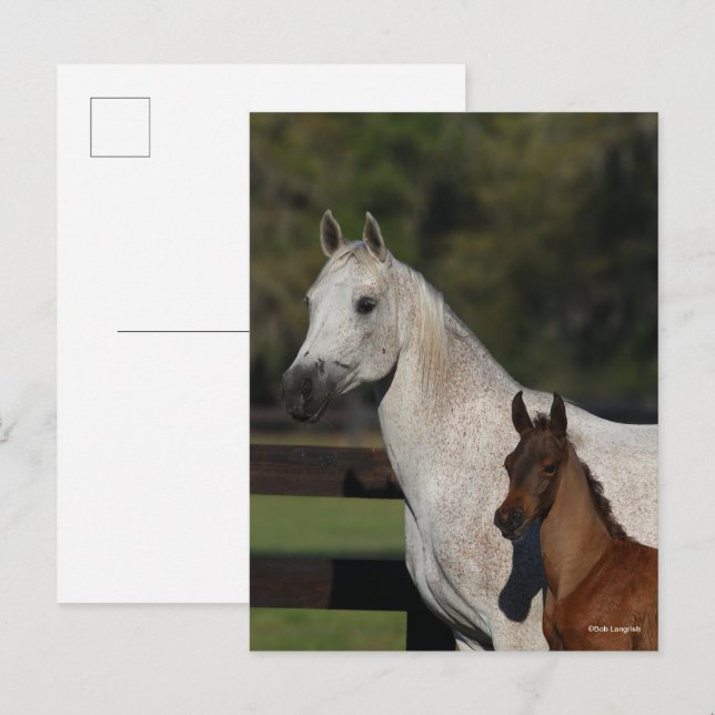 Bob Langrish | Headshot "Arab Mare and Foath" Postkarte (Vorne/Hinten)