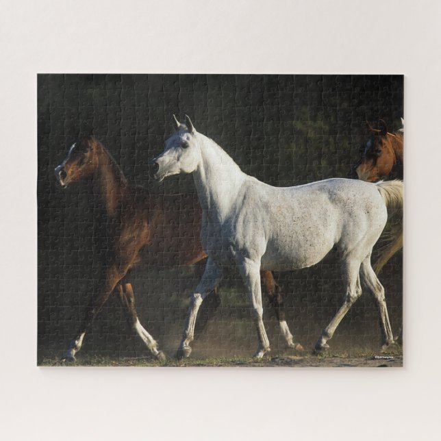 Bob Langrish | Herd Arab Mares Walking (Horizontal)
