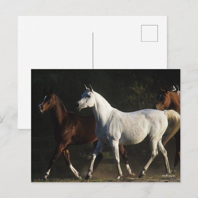 Bob Langrish | Herd Arab Mares Walking Postkarte (Vorne/Hinten)