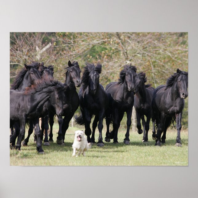 Bob Langrish | Herd Black Meren Horses and Dog Poster (Vorne)