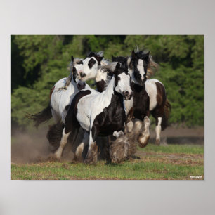 Bob Langrish Herd Sinti und Roma Vanners Running Poster