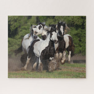 Bob Langrish Herd von Sinti und Roma Vanner Pfer