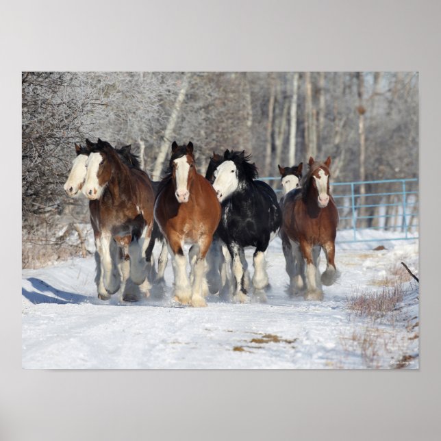 Bob Langrish | Herde von Clydesdales im Schnee Poster (Vorne)