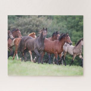 Bob Langrish Herde walisischer Ponys in Field