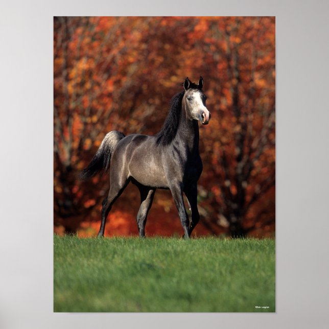 Bob Langrish | Hintergrund des Stehenden arabische Poster (Vorne)