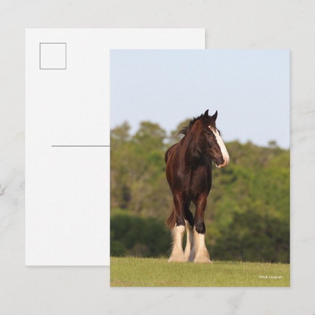 Bob Langrish | Im Feld Stehendes Pferd Postkarte (Vorne/Hinten)