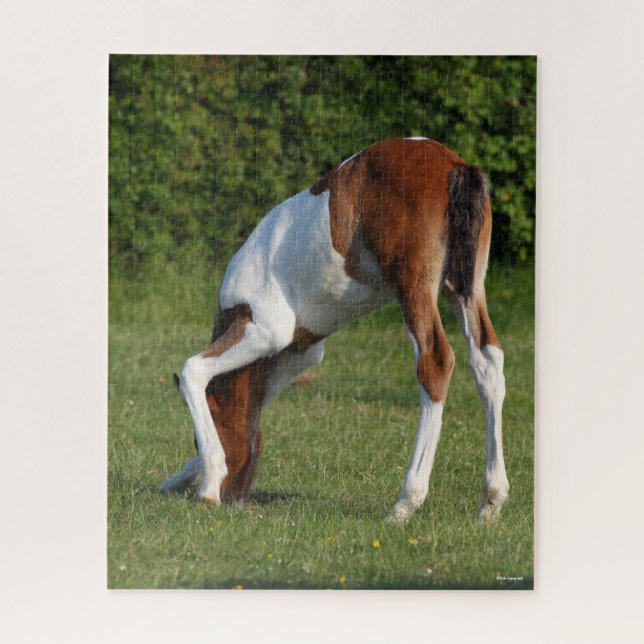 Bob Langrish | Irish Sport Horse Foal Grazing (Vertikal)