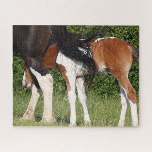 Bob Langrish Irish Sport Horse Foal Hiding