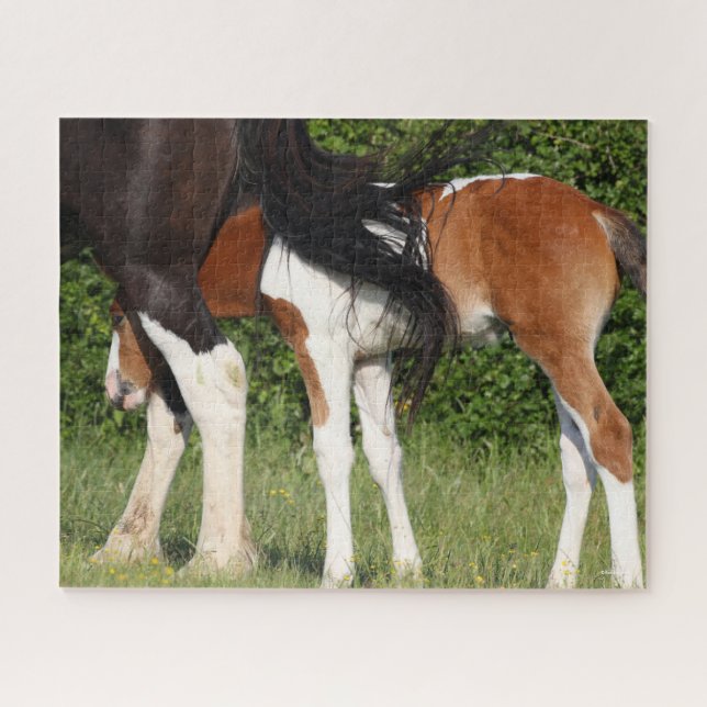 Bob Langrish | Irish Sport Horse Foal Hiding (Horizontal)