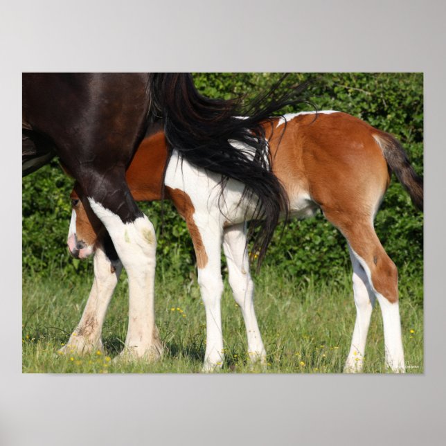 Bob Langrish | Irish Sport Horse Foal Hiding Poster (Vorne)