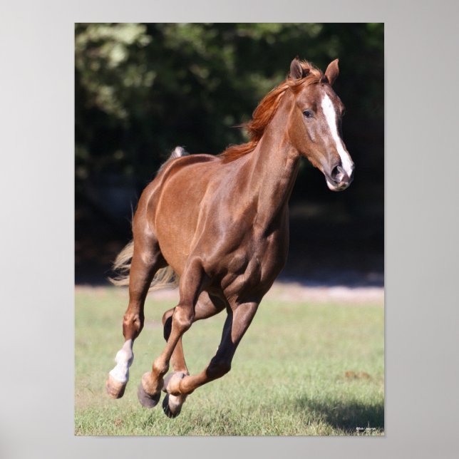 Bob Langrish | Kastanie Tennessee Walker Running Poster (Vorne)