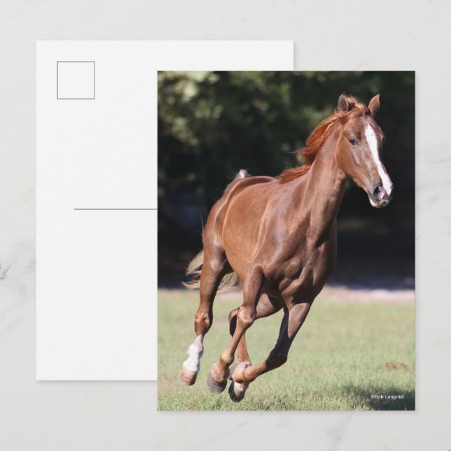 Bob Langrish | Kastanie Tennessee Walker Running Postkarte (Vorne/Hinten)