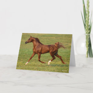 Bob Langrish   Kastanienbändchen Karte