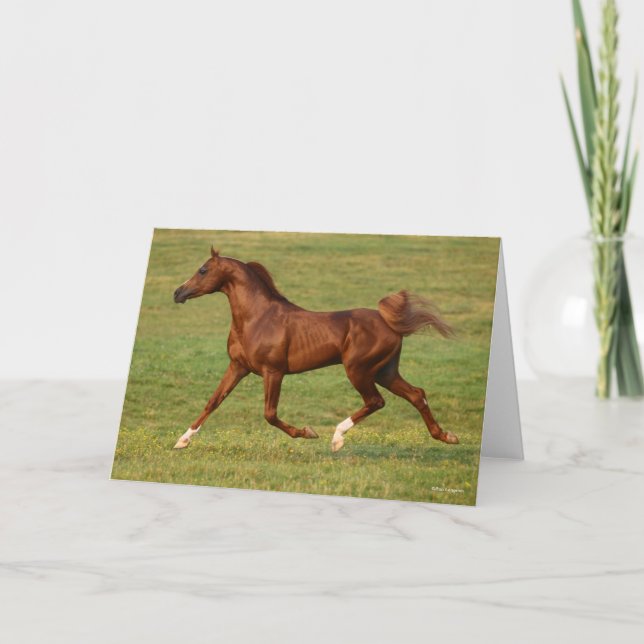 Bob Langrish | Kastanienbändchen Karte (Vorderseite)