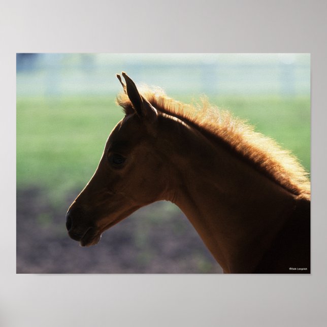 Bob Langrish | Kastanienfohlen-Hinterbeleuchtung K Poster (Vorne)