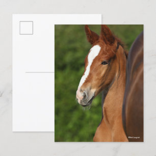 Bob Langrish Kastanienfohlen Postkarte