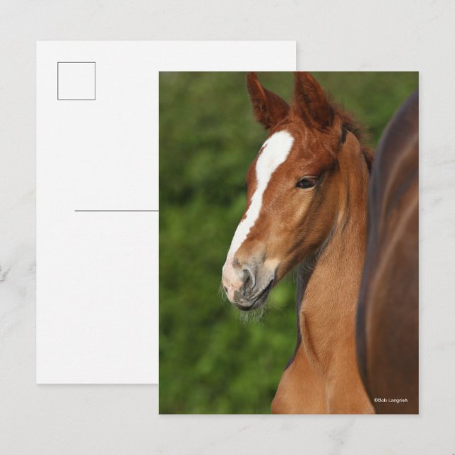 Bob Langrish | Kastanienfohlen Postkarte (Vorne/Hinten)