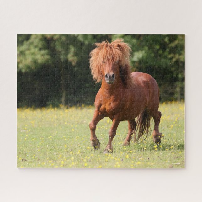 Bob Langrish | Kastanienhaie Pony Stallion (Horizontal)