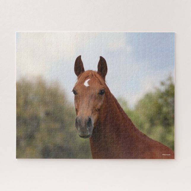 Bob Langrish | Kastanuss Oldenburg (Horizontal)