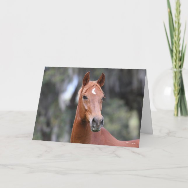 Bob Langrish | Kastanuss Oldenburg Headshot Karte (Vorderseite)