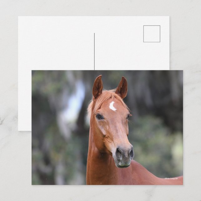 Bob Langrish | Kastanuss Oldenburg Headshot Postkarte (Vorne/Hinten)