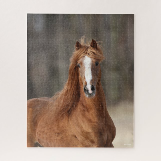 Bob Langrish | Kastnut Hackney Headshot (Vertikal)