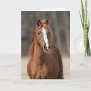 Bob Langrish Kastnut Hackney Pony Headshot Karte
