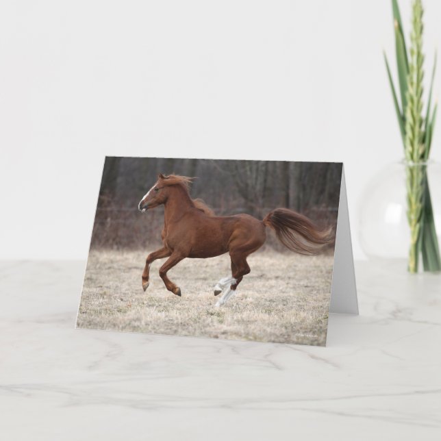 Bob Langrish | Kastnut Hackney Pony Running Karte (Vorderseite)