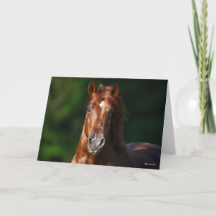 Bob Langrish Kestnuss Andalusischer Stallion Kopfs Karte