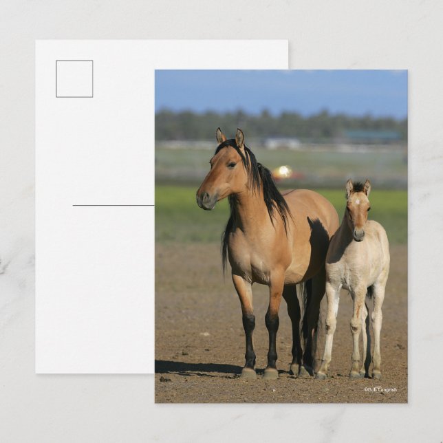 Bob Langrish Kiger Mustang Mare and Foal Standing Postkarte (Vorne/Hinten)
