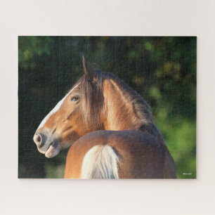 Bob Langrish Kopfschuss des Clydesdale Pferdes