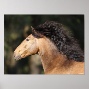 Bob Langrish Lusitano Headshot Mane Flows Poster