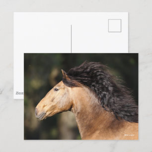 Bob Langrish Lusitano Headshot Mane Flows Postkarte