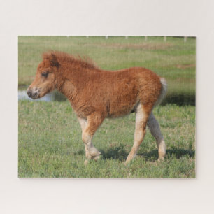 Bob Langrish   Miniatur Foal Walking