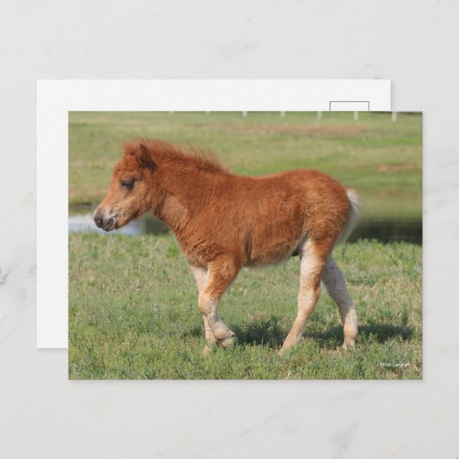 Bob Langrish | Miniatur Foal Walking Postkarte (Vorne/Hinten)