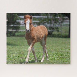 Bob Langrish   Miniatur Pony Foal Walking