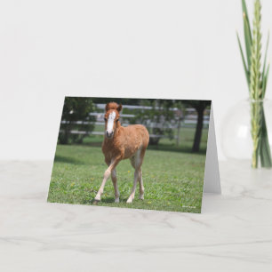 Bob Langrish Miniatur Pony Foal Walking Karte