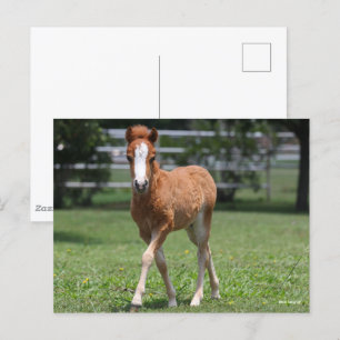 Bob Langrish   Miniatur Pony Foal Walking Postkarte