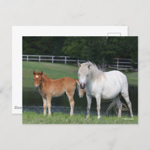Bob Langrish Miniature Pony Mare und Foal Stehend Postkarte