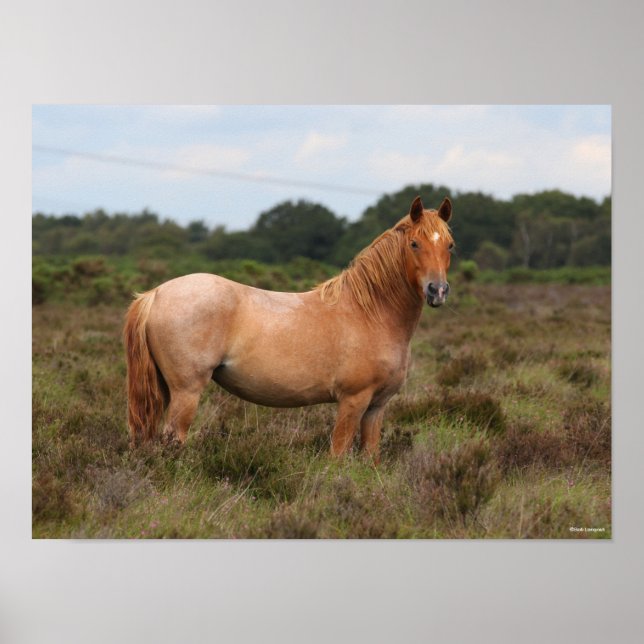 Bob Langrish | Neuer in Scrub Stehender Waldbestan Poster (Vorne)