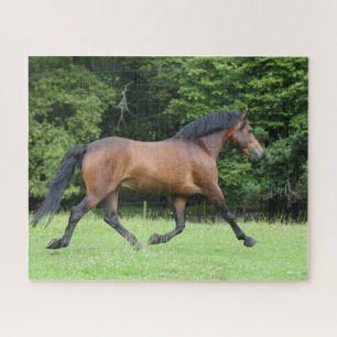 Bob Langrish New Forest Pony Stallion