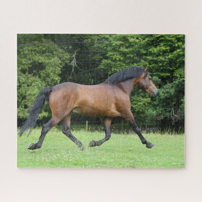 Bob Langrish | New Forest Pony Stallion (Horizontal)