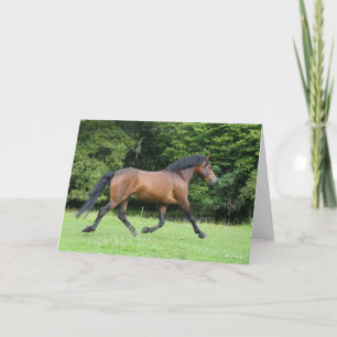 Bob Langrish New Forest Pony Stallion Karte