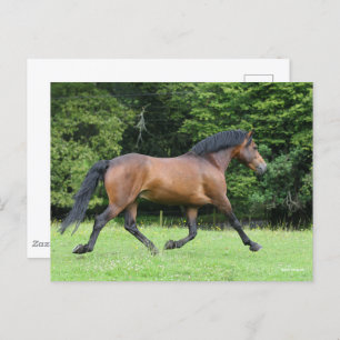 Bob Langrish New Forest Pony Stallion Postkarte