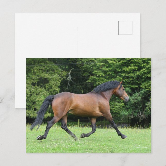 Bob Langrish | New Forest Pony Stallion Postkarte (Vorne/Hinten)